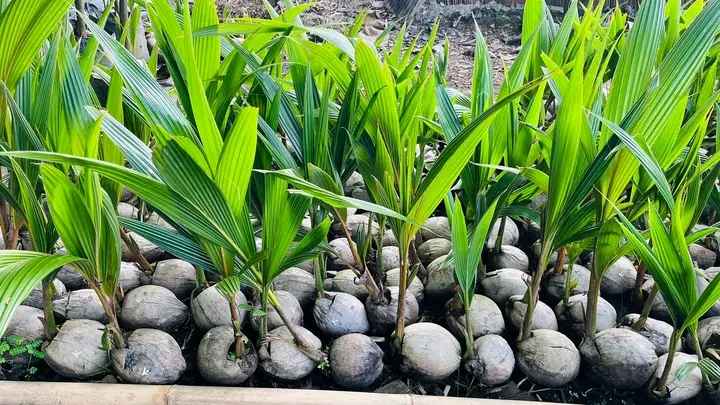 Bibit Kelapa Kopyor Di Pati
